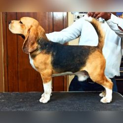 IndiaDogs-Beagle-Lathika-HP