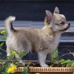 IndiaDogs-Chihuahua-Rajan-HP