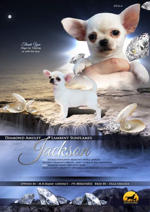 IndiaDogs Chihuahua Rajan