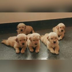 IndiaDogs-Golden-Bharath-HP