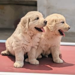 IndiaDogs-Golden-Logeshwaran-HP