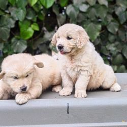IndiaDogs-Golden-Logeshwaran-HP
