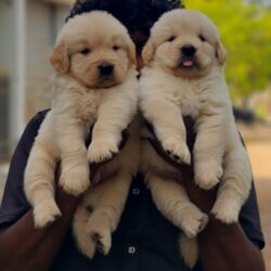 IndiaDogs-Golden-Jayachandra