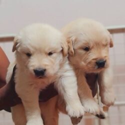 IndiaDogs-Golden-Jayachandra