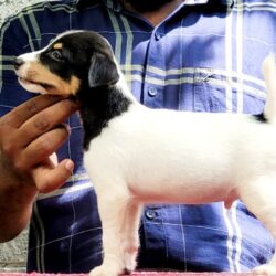 IndiaDogs-JRT-Crossfields