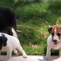IndiaDogs-JRT-Crossfields
