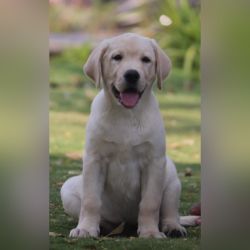 IndiaDogs-Lab-Karthick-HP
