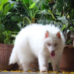 IndiaDogs-Siberian-Stardust