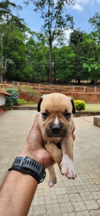 IndiaDogs American Bully Rohit