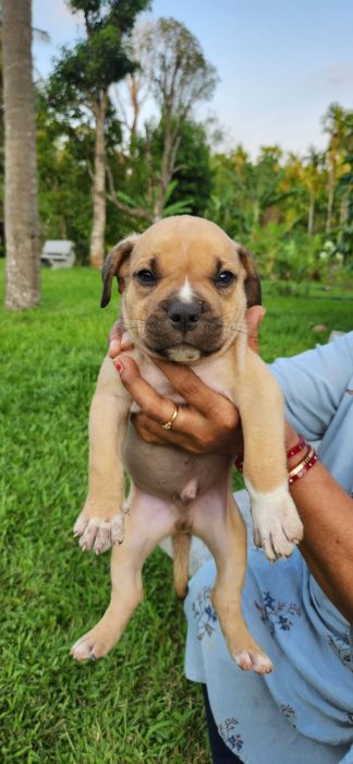 IndiaDogs American Bully Rohit