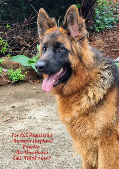 IndiaDogs GSD Barking House