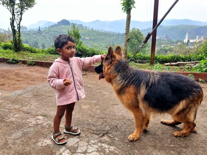 IndiaDogs GSD Barking House