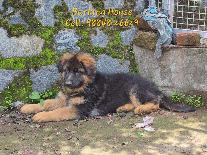 IndiaDogs GSD Barking House