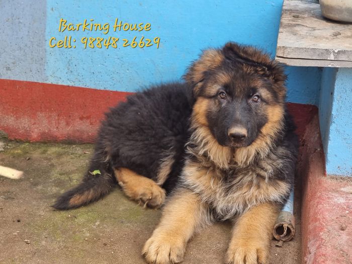 IndiaDogs GSD Barking House