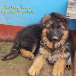 IndiaDogs GSD Barking House HP