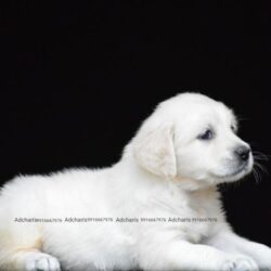 IndiaDogs Golden Adchans