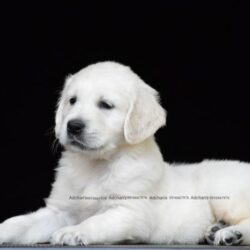 IndiaDogs Golden Adchans