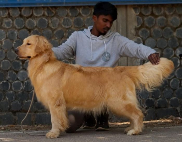 IndiaDogs Golden Jayachandra