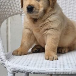 IndiaDogs Golden Jayachandra