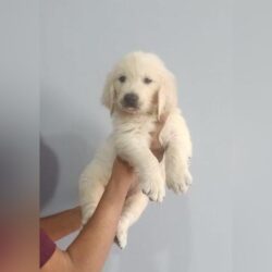 IndiaDogs Golden Nihal HP