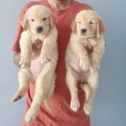 IndiaDogs Golden Nihal HP