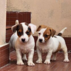 IndiaDogs JRT Crossfields