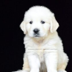 IndiaDogs Golden Adchans