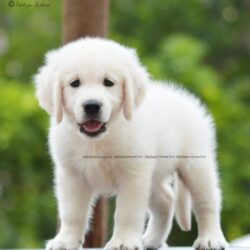 IndiaDogs Golden Adchans