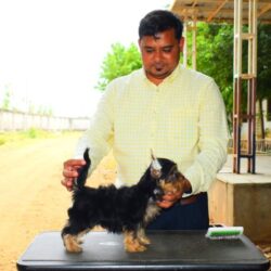 IndiaDogs Yorkshire Saravanan