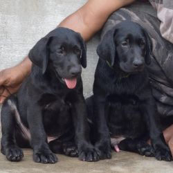 IndiaDogs Lab Karthick HP