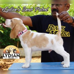 IndiaDogs Beagle Lydian HP