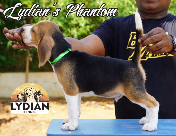 IndiaDogs Beagle Lydian