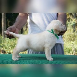 IndiaDogs Lab Amith HP