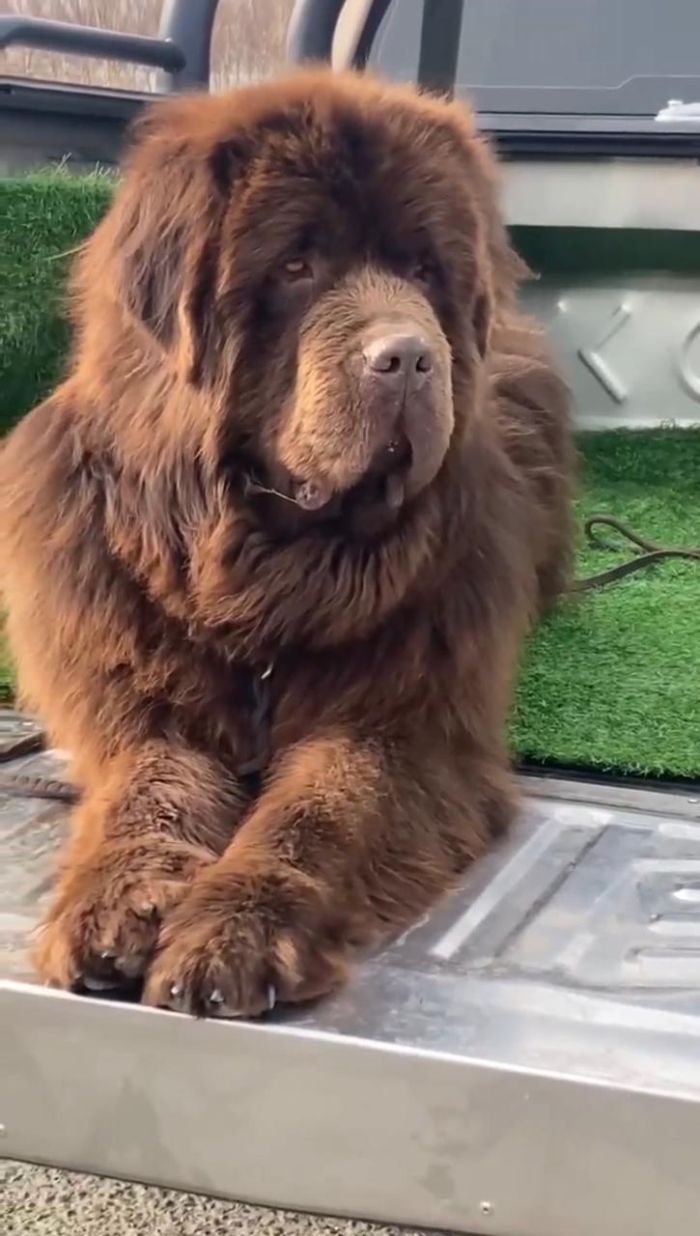 DogsIndia.com - Newfoundland - Gururaj