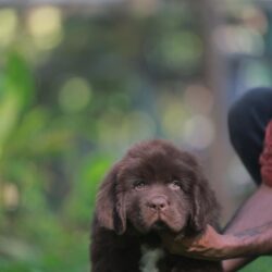 DogsIndia.com - Newfoundland - Gururaj