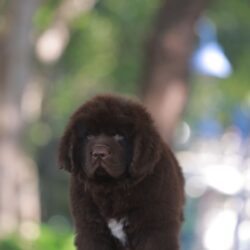 DogsIndia.com - Newfoundland - Gururaj